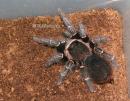 Acanthoscurria juruenicola female