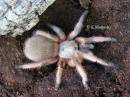 Aphonopelma moderatum female