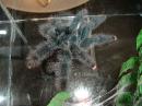 Avicularia metallica female