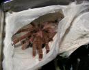 Avicularia minatrix female