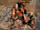  Brachypelma baumgarteni pen