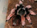 Brachypelma klaasi samice
