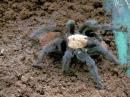 Brachypelma albiceps female