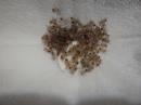 Cardiopelma larvae