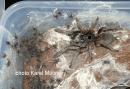 Ceratogyrus marshalli with slings