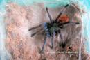 Chromatopelma cyaneopubescens