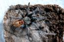 Chromatopelma cyaneopubescens juvenil