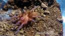 Citharanthus cyaneus sling