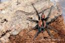 Cyriocosmus chicoi male