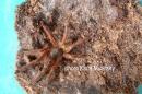 Ephebopus uatuman spiderling