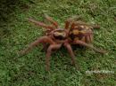 Hapalopus sp. Colombia big