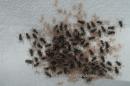 Hapalopus triseriatus lowland 1.skin