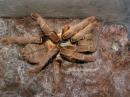 Haplopelma schmidti samice
