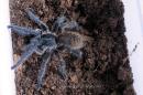 Harpactira chrysogaster female