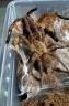 Harpactira pulchripes