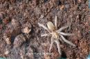 Harpactirella lightfooti spiderling