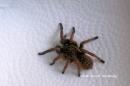 Idiothele mira_subadult