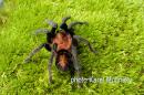 Metriopelma zebratum female