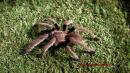 Ornithoctonus aureotibialis male