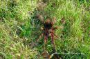 Pamhobeteus sp. Machalla male