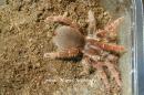 Pelinobius muticus