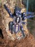 Poecilotheria metallica female