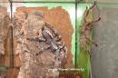 Poecilotheria pederseni