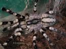 Poecilotheria regalis samice