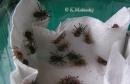 Poecilotheria regalis larvy