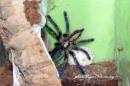 Poecilotheria metallica kokon