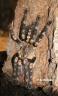 Poecilotheria bara female