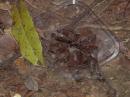 Theraphosa blondi