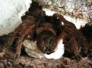 Theraphosa apophysis female