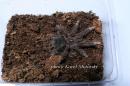 Theraphosa stirmi sling