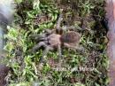 Thrixopelma pruriens female juvenil