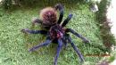 Xenesthis intermedius